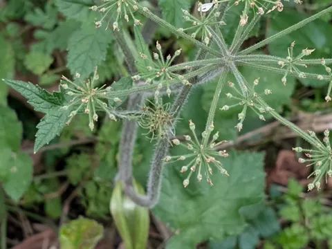 Hogweed