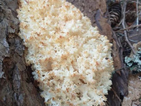 Conifer Coral Tooth