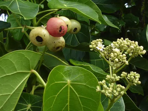 Temple Tree