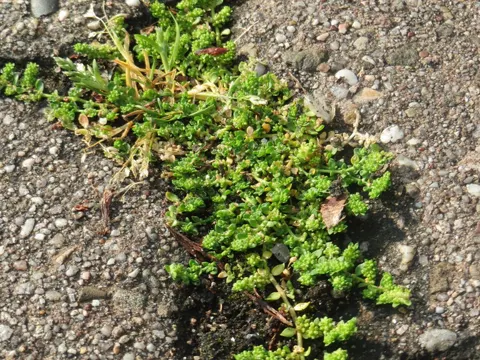 Kahles Bruchkraut (Herniaria glabra)