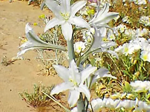 Hesperocallis undulata