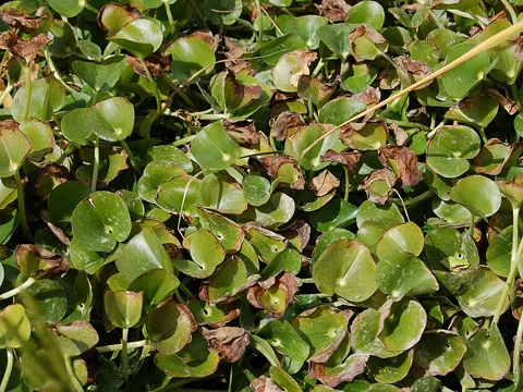 Heteranthera reniformis