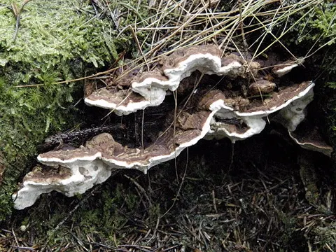 Wurzelschwamm (Heterobasidion annosum)