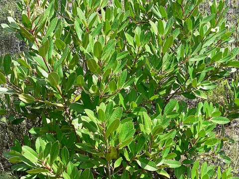 Toyon