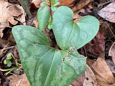 Deciduous Wild Ginger