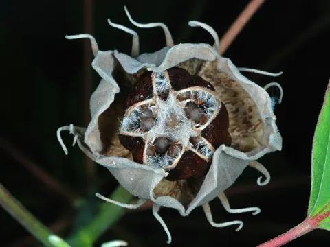 Sumpfeibisch (Hibiscus moscheutos)