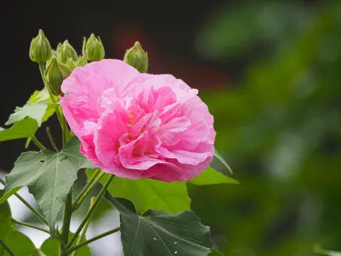 Filziger Roseneibisch