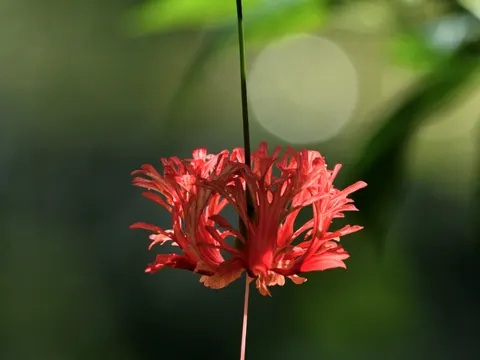 Chinesischer Roseneibisch