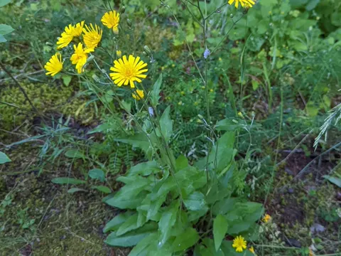 Gewöhnliches Habichtskraut (Hieracium lachenalii)