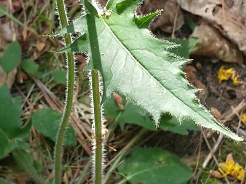 Wald-Habichtskraut (Hieracium murorum)
