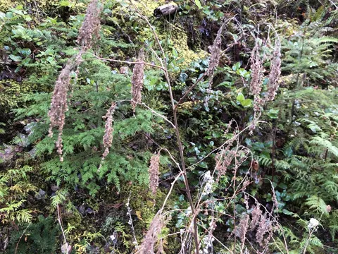 Oceanspray