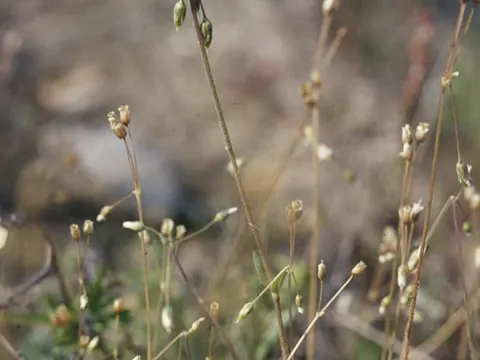 Spurre (Holosteum umbellatum)