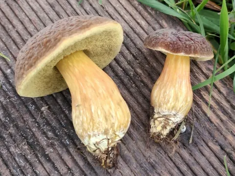 Eichenfilzröhrling (Hortiboletus engelii)