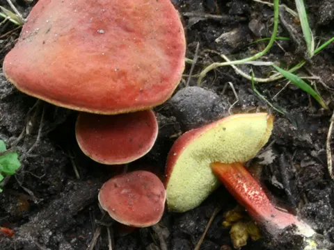 Blutroter Filzröhrling (Hortiboletus rubellus)