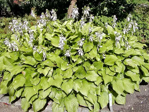 Duftende Funkie (Hosta plantaginea)