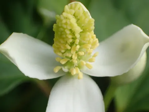 Houttuynie (Houttuynia cordata)