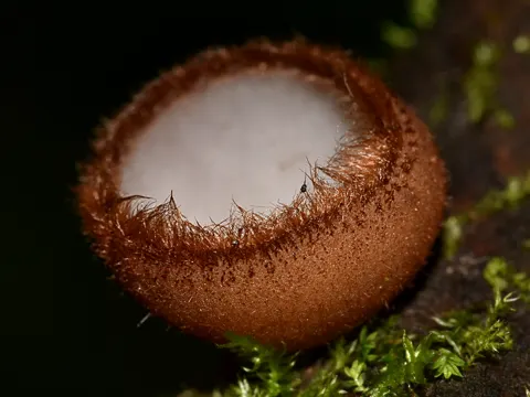 Flockenstieliger Hexen-Röhrling (Humaria hemisphaerica)
