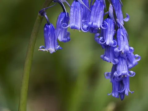 Atlantische Hyazinthe (Hyacinthoides non-scripta)