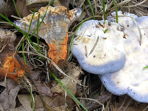 Blauer Stieliger Schildborstling (Hydnellum caeruleum)