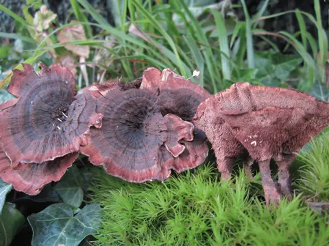 Gezonter Korkstacheling (Hydnellum concrescens)