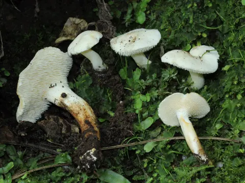 Weißer Stoppelpilz (Hydnum albidum)