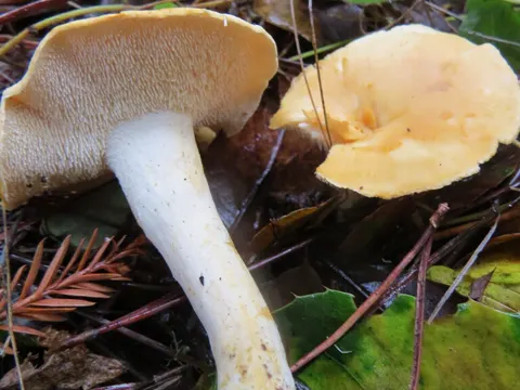 Hydnum oregonense