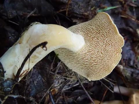 Rotgelber Stoppelpilz (Hydnum rufescens)