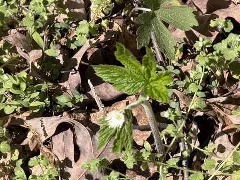 Goldenseal