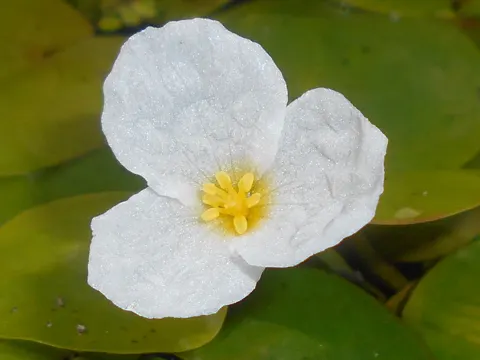 Froschbiss (Hydrocharis morsus-ranae)
