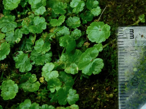 Kleinblaettriger Wassernabel (Hydrocotyle sibthorpioides)