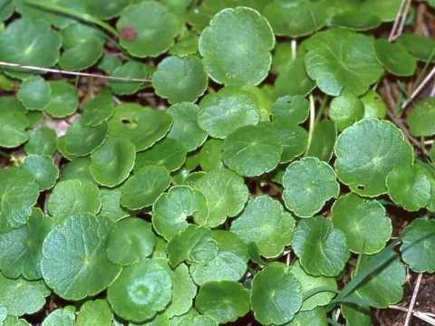 Wassernabel (Hydrocotyle vulgaris)