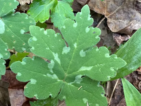 Hydrophyllum canadense (Hydrophyllum canadense)