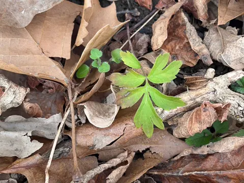 Virginia Waterleaf