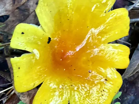 Safrangelber Saftling (Hygrocybe acutoconica)