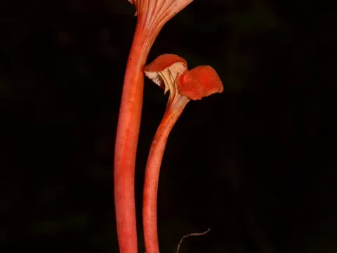 Pfifferlings-Saftling (Hygrocybe cantharellus)