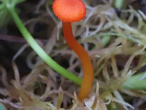 Schuppiger Moor-Saftling (Hygrocybe coccineocrenata)