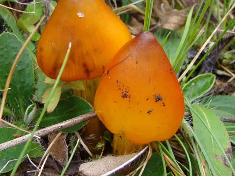 Kegeliger Wachshut (Hygrocybe conica)