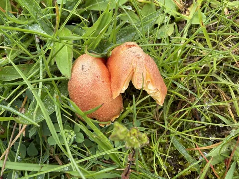 Trockener Saftling (Hygrocybe intermedia)