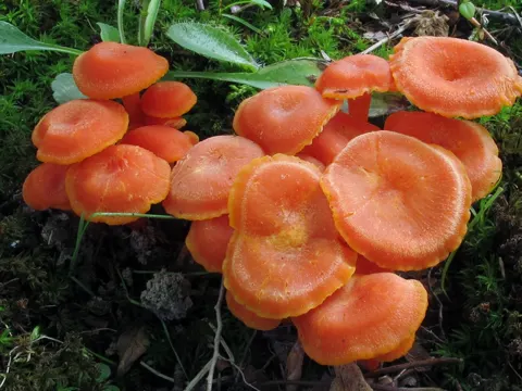 Mennigroter Saftling (Hygrocybe miniata)