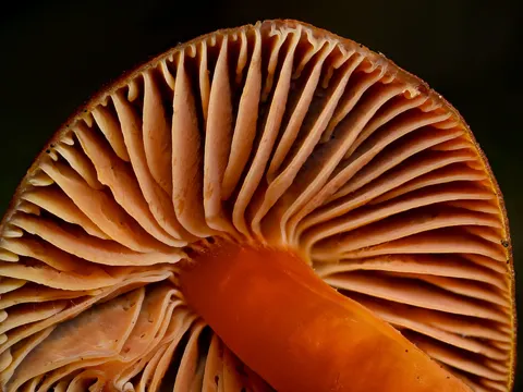 Hygrocybe punicea (Hygrocybe punicea)