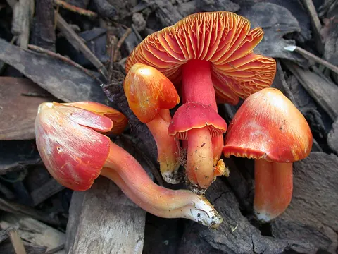 Prächtiger Saftling (Hygrocybe splendidissima)