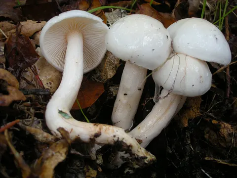 Elfenbeinschneckling (Hygrophorus eburneus)