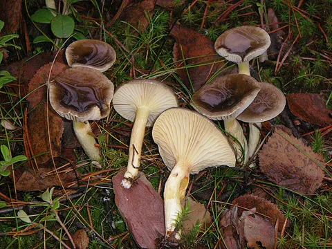 Frost-Schneckling (Hygrophorus hypothejus)