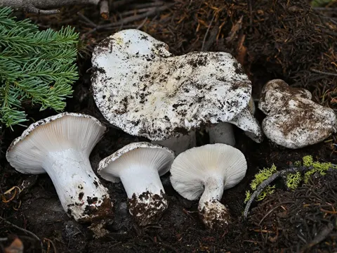 Hygrophorus subalpinus (Hygrophorus subalpinus)