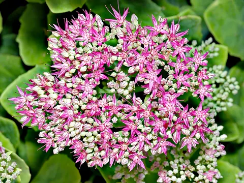 Prächtige Fetthenne (Hylotelephium spectabile)