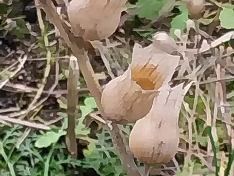 Schwarzes Bilsenkraut (Hyoscyamus niger)