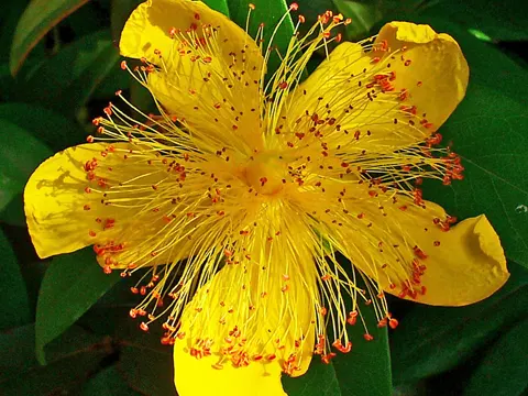 Rose-of-Sharon (Hypericum calycinum)