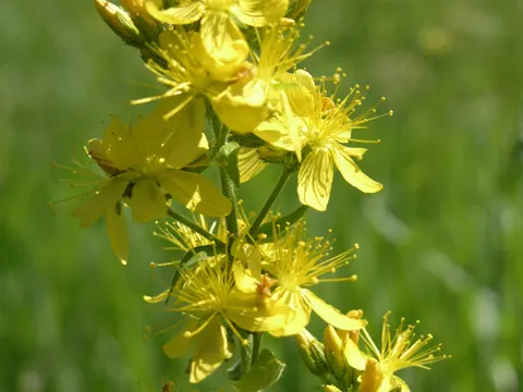 Behaartes Johanniskraut (Hypericum hirsutum)