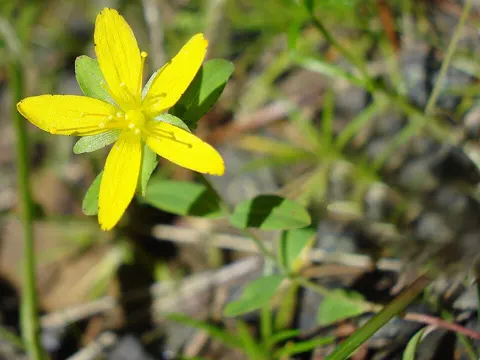 Trailing St John's Wort