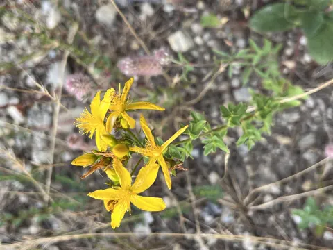 St. John's Wort